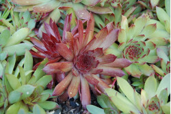 Husløg (Sempervivum hybridum)