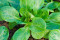 Vårsalat Verte à coeur plein 2 (Valianella locusta L.)