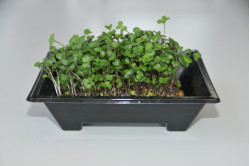 Grønkål Black Mandingo - mikrogrønt (Brassica oleracea L.)