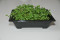 Broccoli - mikrogrønt (Brassci rapa cymosa)
