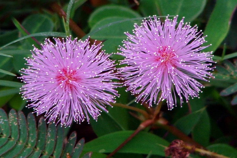 Ægte Mimose (Mimosa pudica)