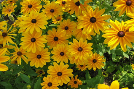 Solhat hirta 'Prairie Sun'  (Rudbeckia hirta var. pulcherrima)