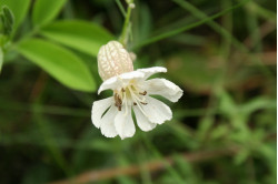 Blæresmelde (Silene vulgaris)