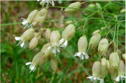 Blæresmelde (Silene vulgaris)