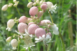 Blæresmelde (Silene vulgaris)