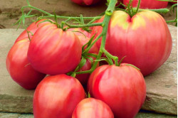 Tomat Pink Oxheart (Lycopersicon lycopersicum)
