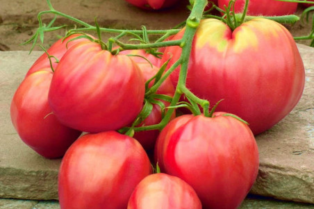 Tomat Pink Oxheart (Lycopersicon lycopersicum)