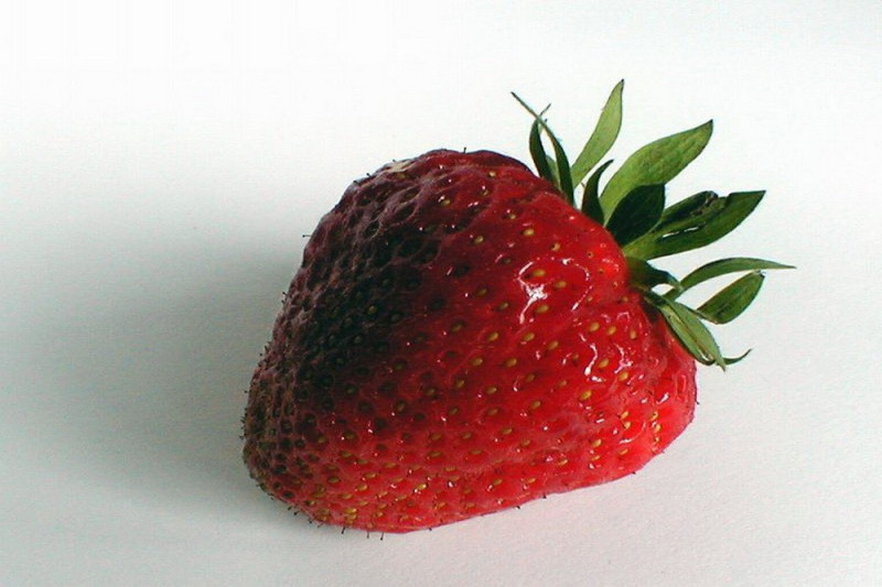 Jordbær Temptation (Fragaria x ananassa)