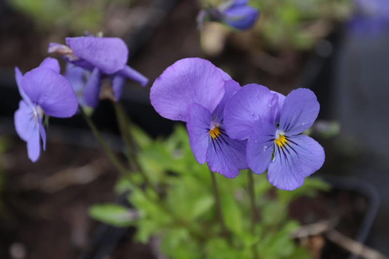 Hornviol Blue Perfection (Viola cornuta)