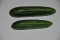 Skoleagurk Persika (Cucumber)