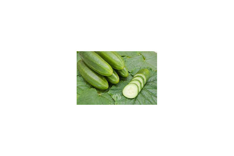 Skoleagurk Persika (Cucumber)