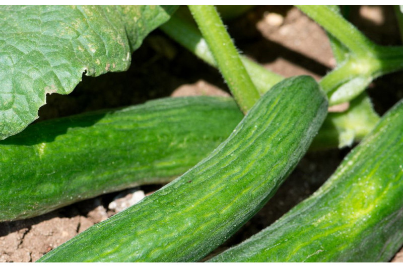 Agurk Bono (Cucumis sativus)