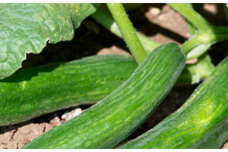 Agurk Bono (Cucumis sativus)