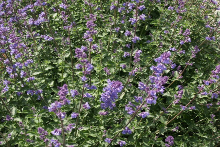 Katteurt Blue Moon (Nepeta nervosa)