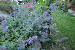 Katteurt Blue Moon (Nepeta nervosa)