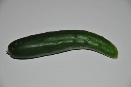 Agurk Tanja (Cucumber)