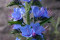 Slangehovedet Blue Bedder (Echium vulgare)