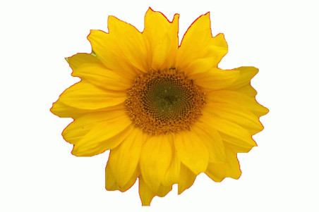 Solsikke - 100 gram  (Helianthus annuus)