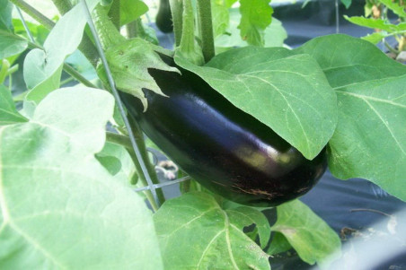 Aubergine Monymaker F1 (Solanum melongena)