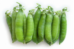 Ært Douce Provence (Pisum sativum)