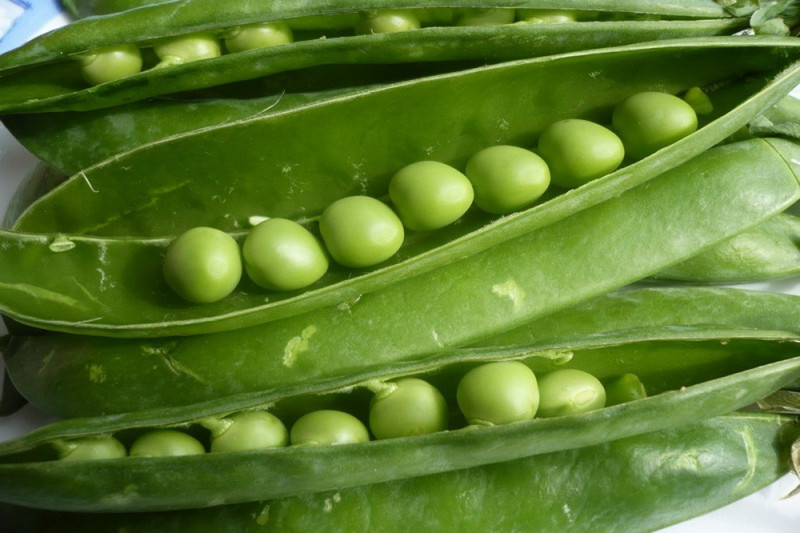 Ært Douce Provence (Pisum sativum)
