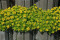 Bidende stenurt – gul (Sedum acre)