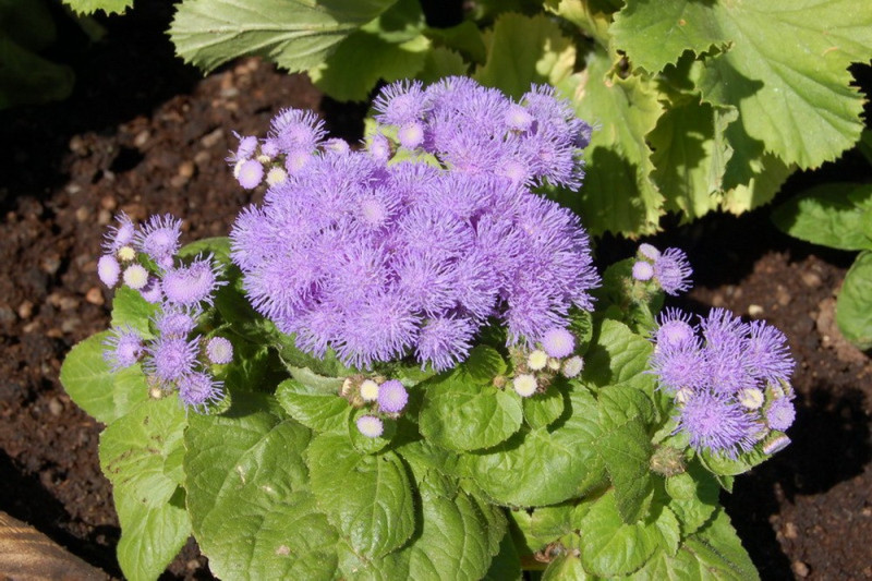 Blåkvast (Ageratum houstonianum)