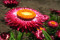 Kæmpe evighedsblomst - høj bl. farver (Helichrysum bract. monstr.)