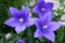 Ballonklokke - blå (Platycodon Grandiflora)