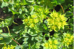 Rundbladet hareøre (Aurinia saxatilis compactum)