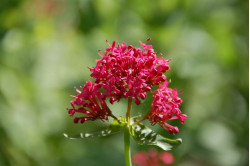 Sporebaldrian - Rød (Centranthus ruber)