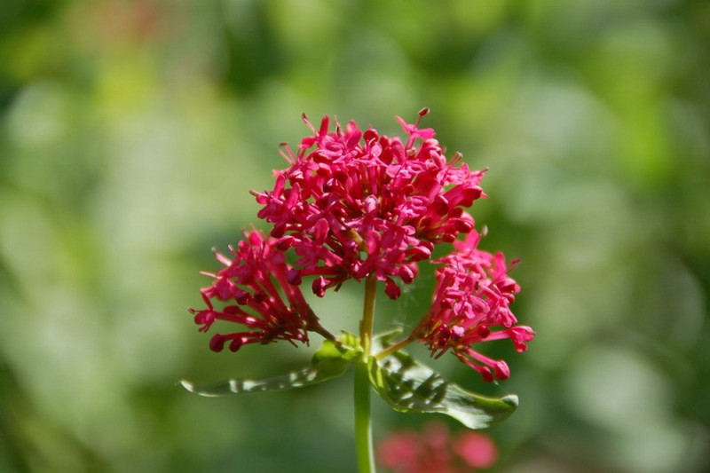 Sporebaldrian - Rød (Centranthus ruber)