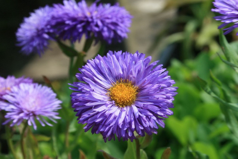 Bakkestjerne Azure Fairy (Erigeron speciosus)