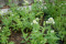 Sporebaldrian - Hvid (Centranthus ruber)