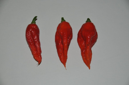 Bhut Jolokia Red (Capsicum Chinense)
