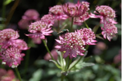 Stjerneskærm Primadonna (Astrantia major)